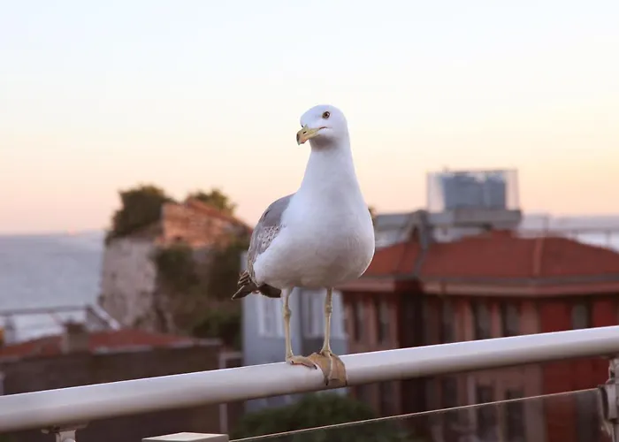 Almina - Special Class Provincia di Istanbul