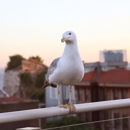 Almina - Special Class Стамбул